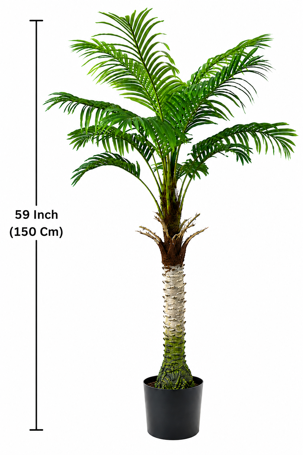Potted palm tree with measurement label on a white background
