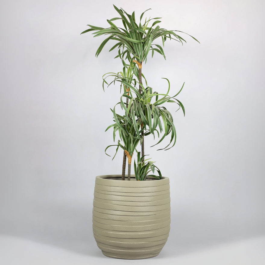 Potted plant in a ribbed pot on a white background