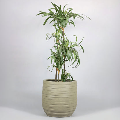 Potted plant in a ribbed pot on a white background