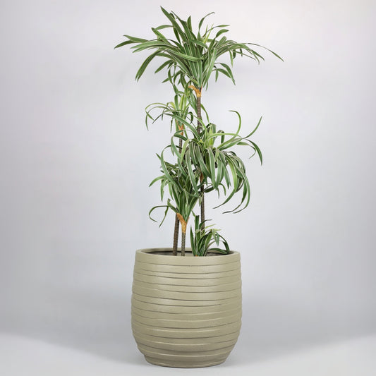 Potted plant in a ribbed pot on a white background