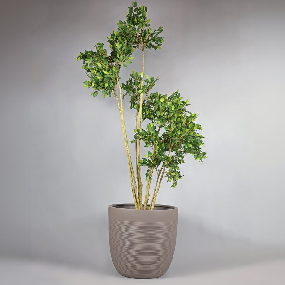 Potted plant with green leaves in a gray pot on a gray background