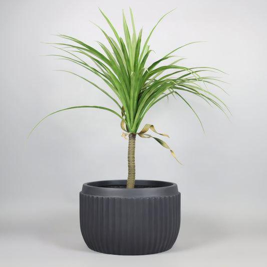 Potted plant with green leaves in a dark pot on a light background