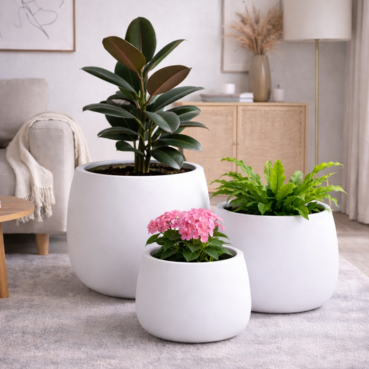 Three potted plants in a living room setting with a lamp and furniture.