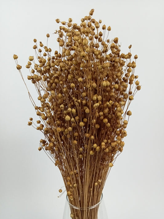 Natural Dried Linum (Flax) Grass Bundle