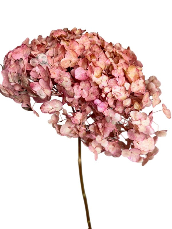 Preserved Natural Hydrangea Stems