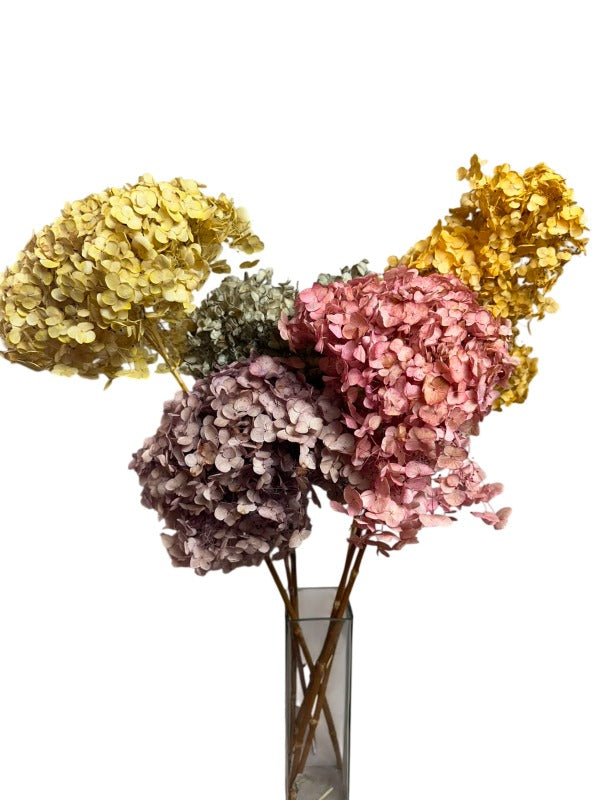 Preserved Natural Hydrangea Stems