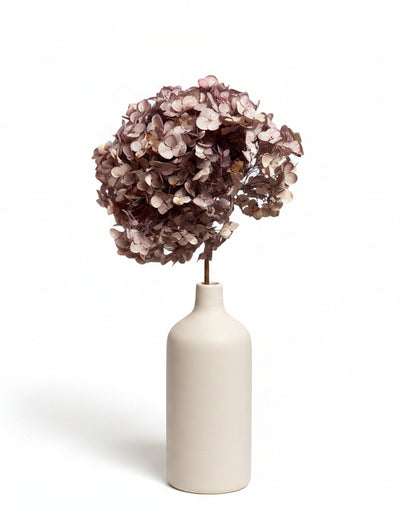 Preserved Natural Hydrangea Stems