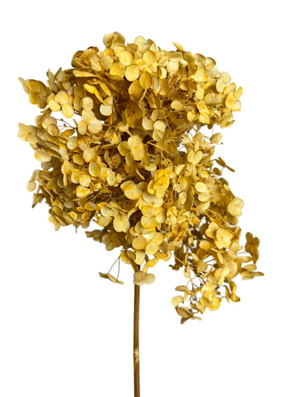 Preserved Natural Hydrangea Stems