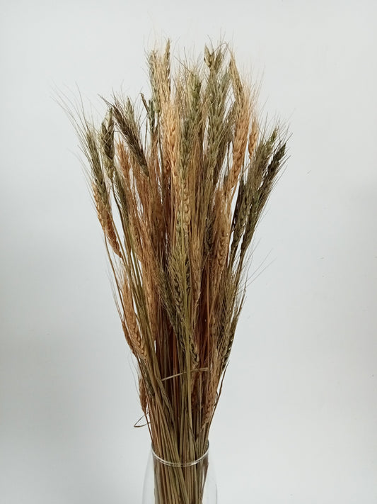 Natural Dried Wheat Grass (Linum) Bundle