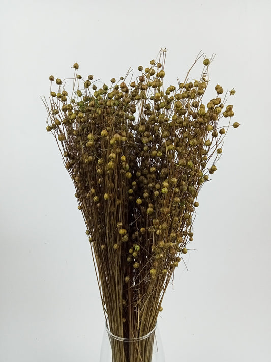 Lemon Green Dried Linum (Flax) Bundle