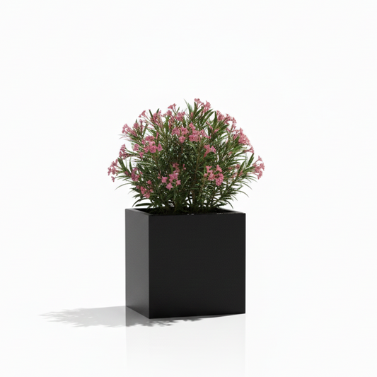 Black square planter with pink flowers on a white background