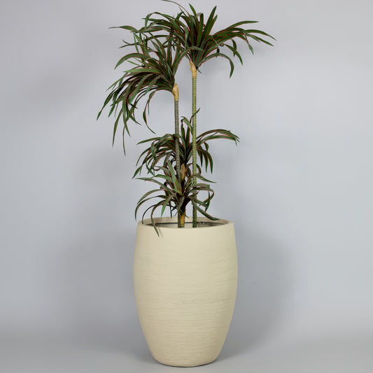 Potted plant in a beige pot on a gray background