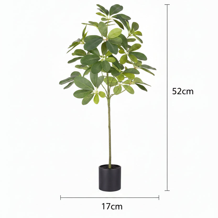 Potted plant on a white background