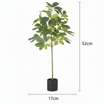 Potted plant on a white background