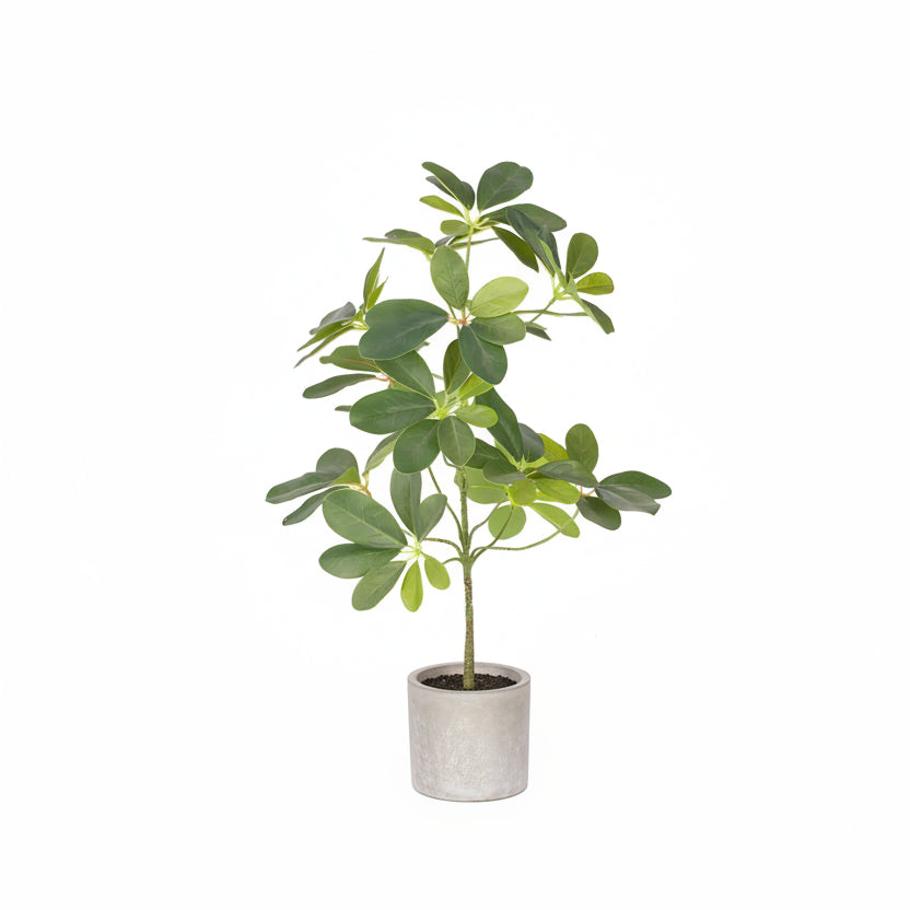 Potted plant on a white background