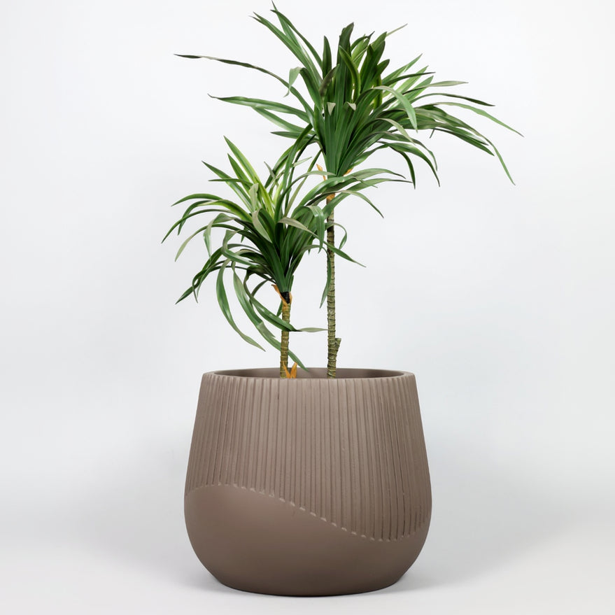 Potted plant in a brown pot on a white background
