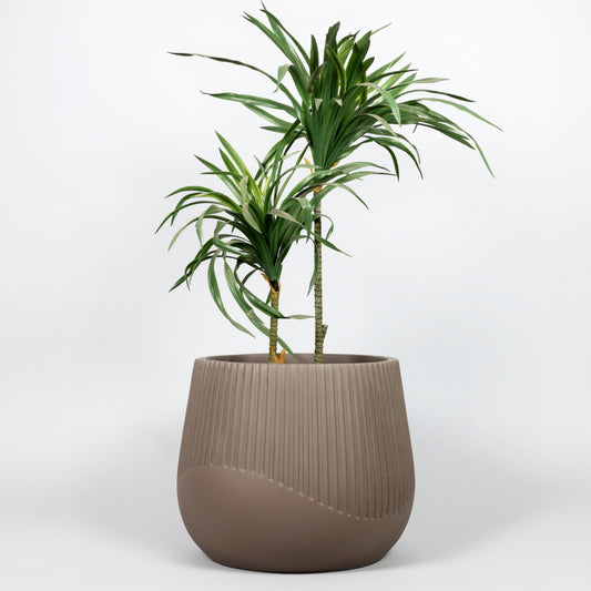 Potted plant in a brown pot on a white background
