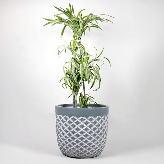 Potted plant in a decorative gray pot on a white background