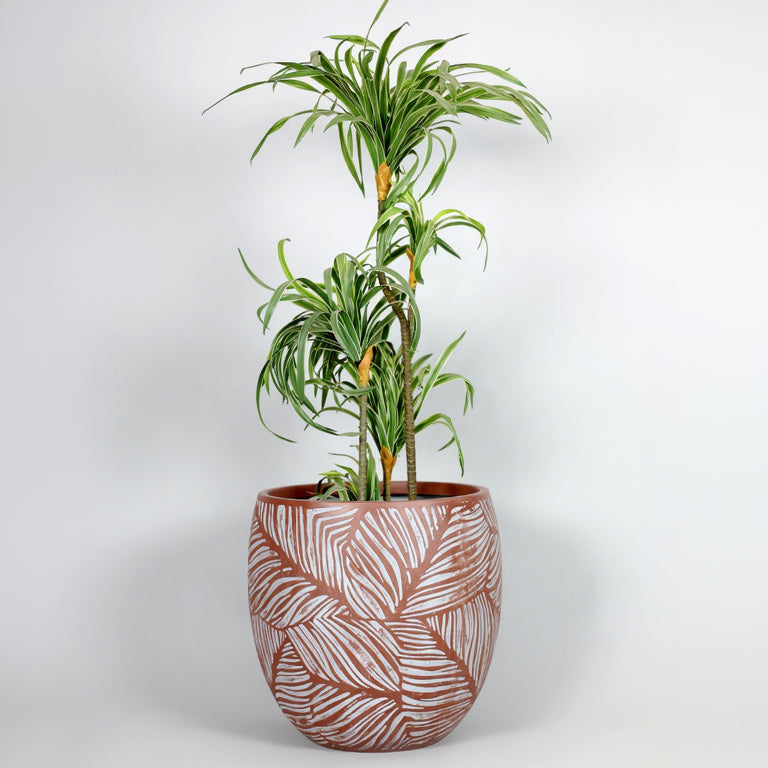 Potted plant with a decorative pot on a white background