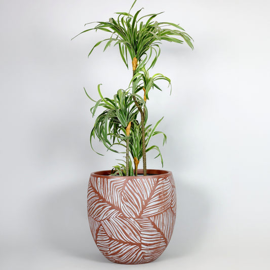 Potted plant with a decorative pot on a white background