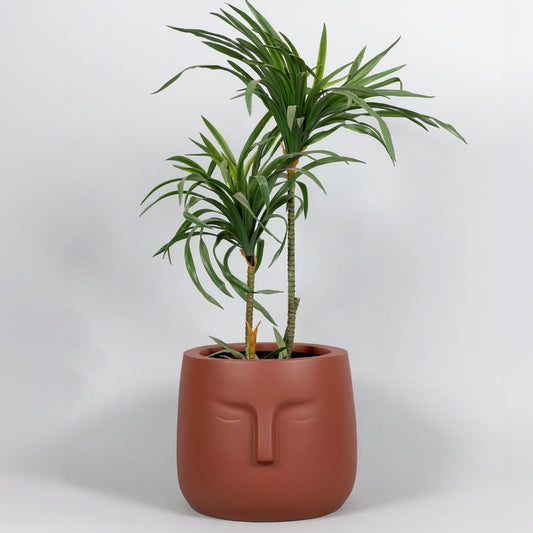 Potted plant with a face-shaped pot on a white background