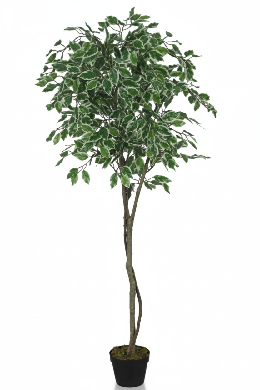 Potted plant with green leaves on a white background