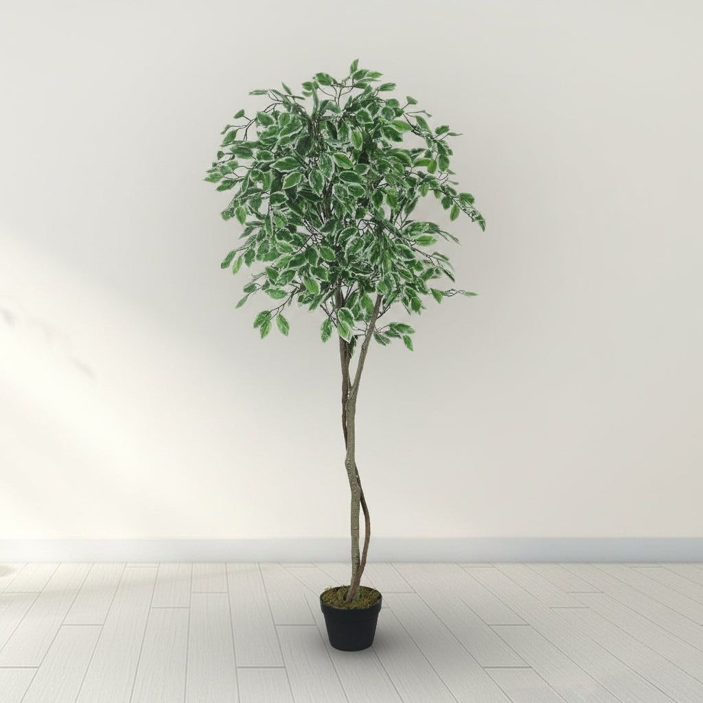 Potted plant against a plain wall with a light wood floor