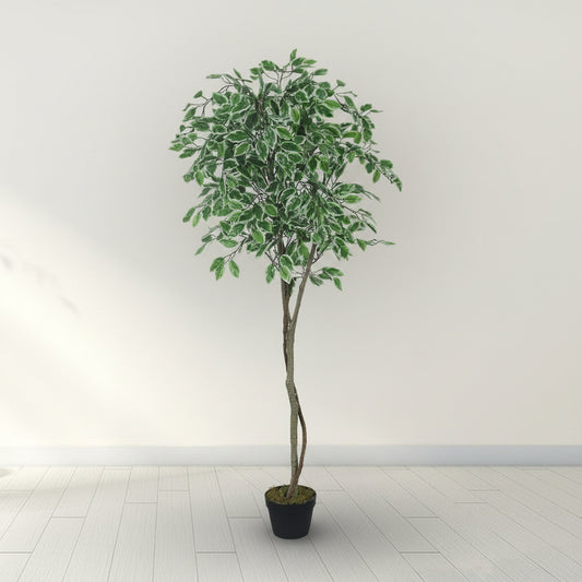 Potted plant against a plain wall with a light wood floor