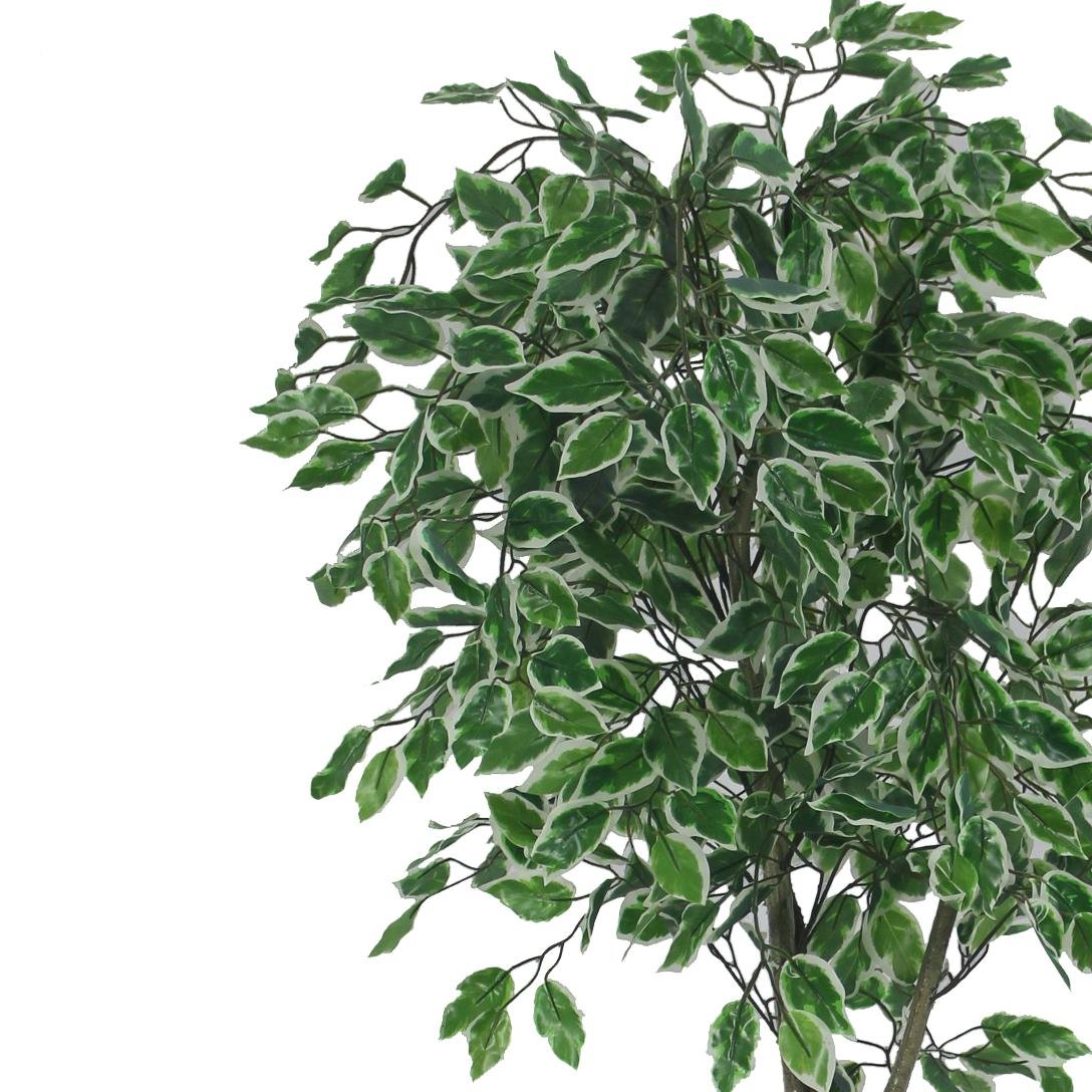 Artificial green plant with white variegation on a white background