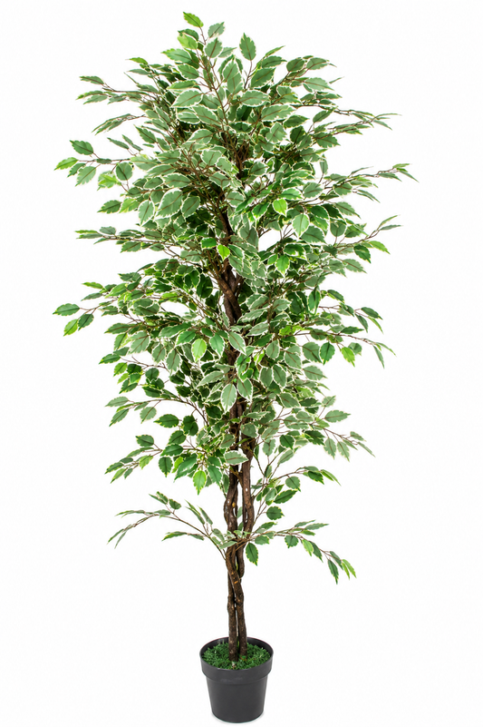 Artificial Ficus Plant - 70.87-Inch Faux Tree