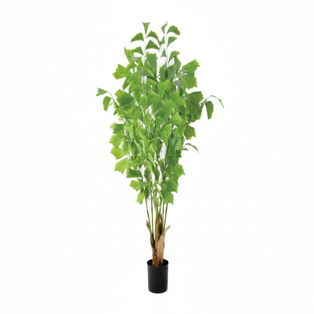 Potted green plant on a white background
