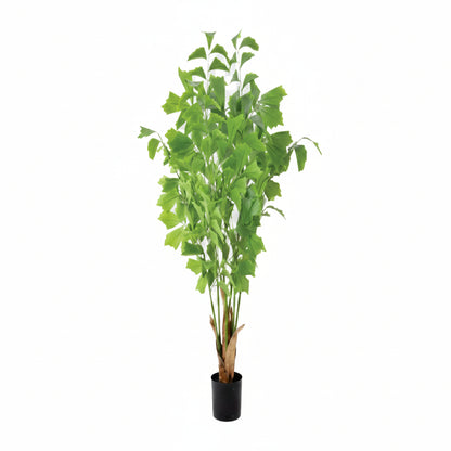 Potted green plant on a white background