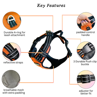 Full Body Harness