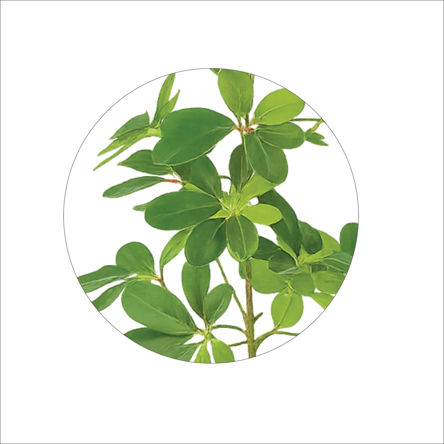 Premium Artificial Schefflera Umbrella 20.5"