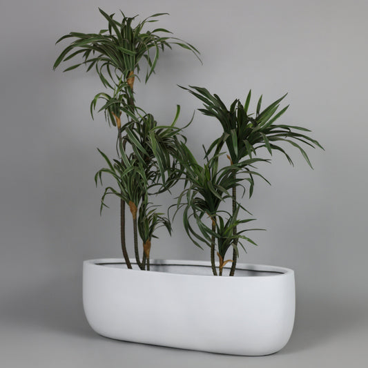 Potted plant in a white planter against a gray background