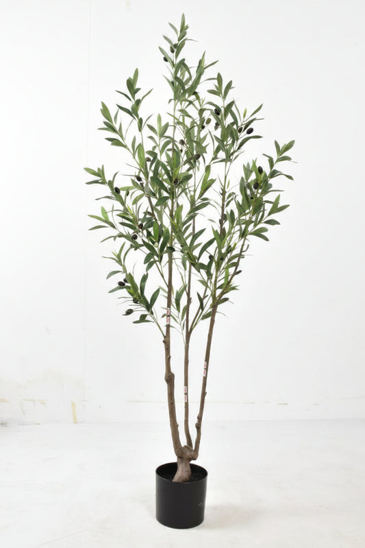 Potted plant on a white surface with a white background