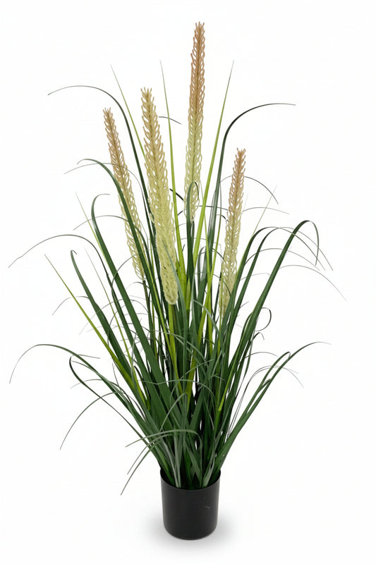 Potted plant with long green and brown leaves on a white background