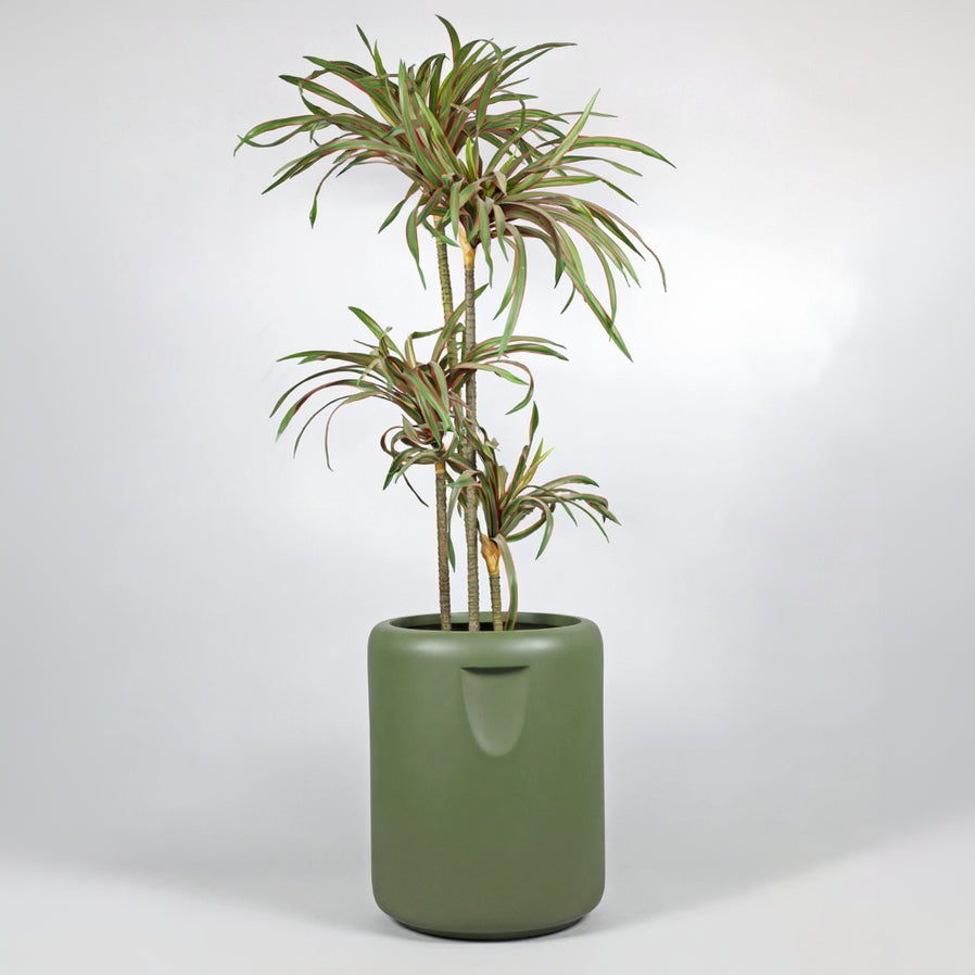 Green potted plant in a matching green pot on a white background