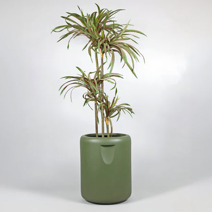Green potted plant in a matching green pot on a white background