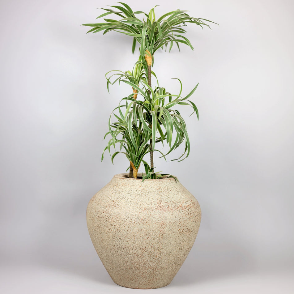 Potted plant in a textured beige pot on a light gray background