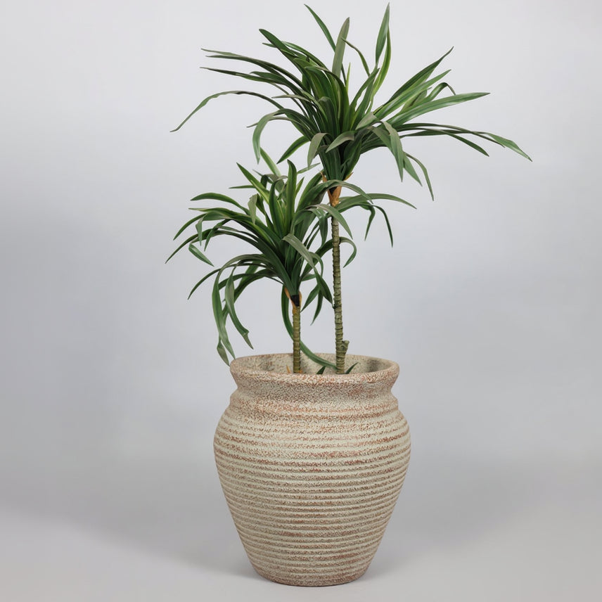 Potted plant in a textured pot on a plain background