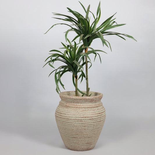 Potted plant in a textured pot on a plain background