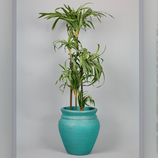 Potted plant in a turquoise pot on a gray background
