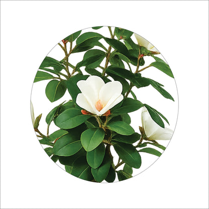 Premium Artificial White Camellia Blossom Bonsai 24"
