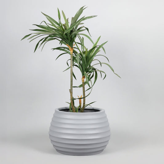 Potted plant in a gray pot on a white background