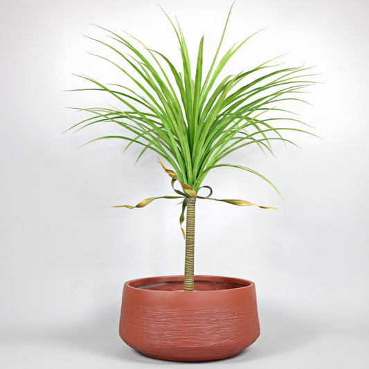 Potted plant with green leaves in a terracotta pot on a white background