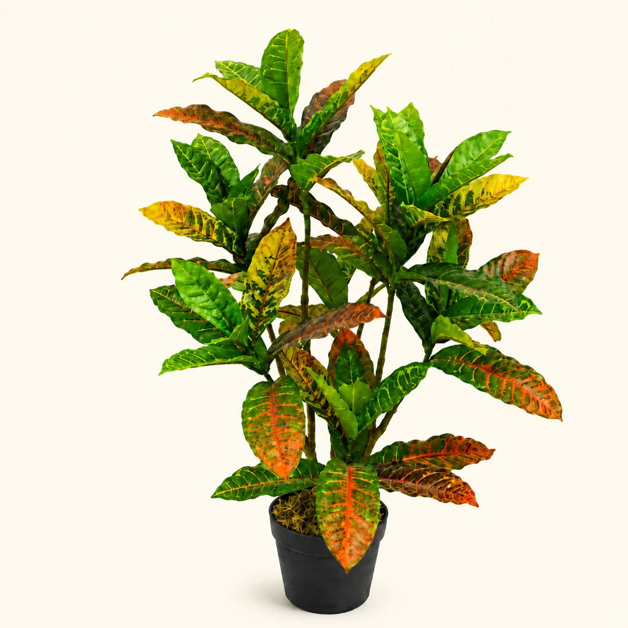 Cane Planters