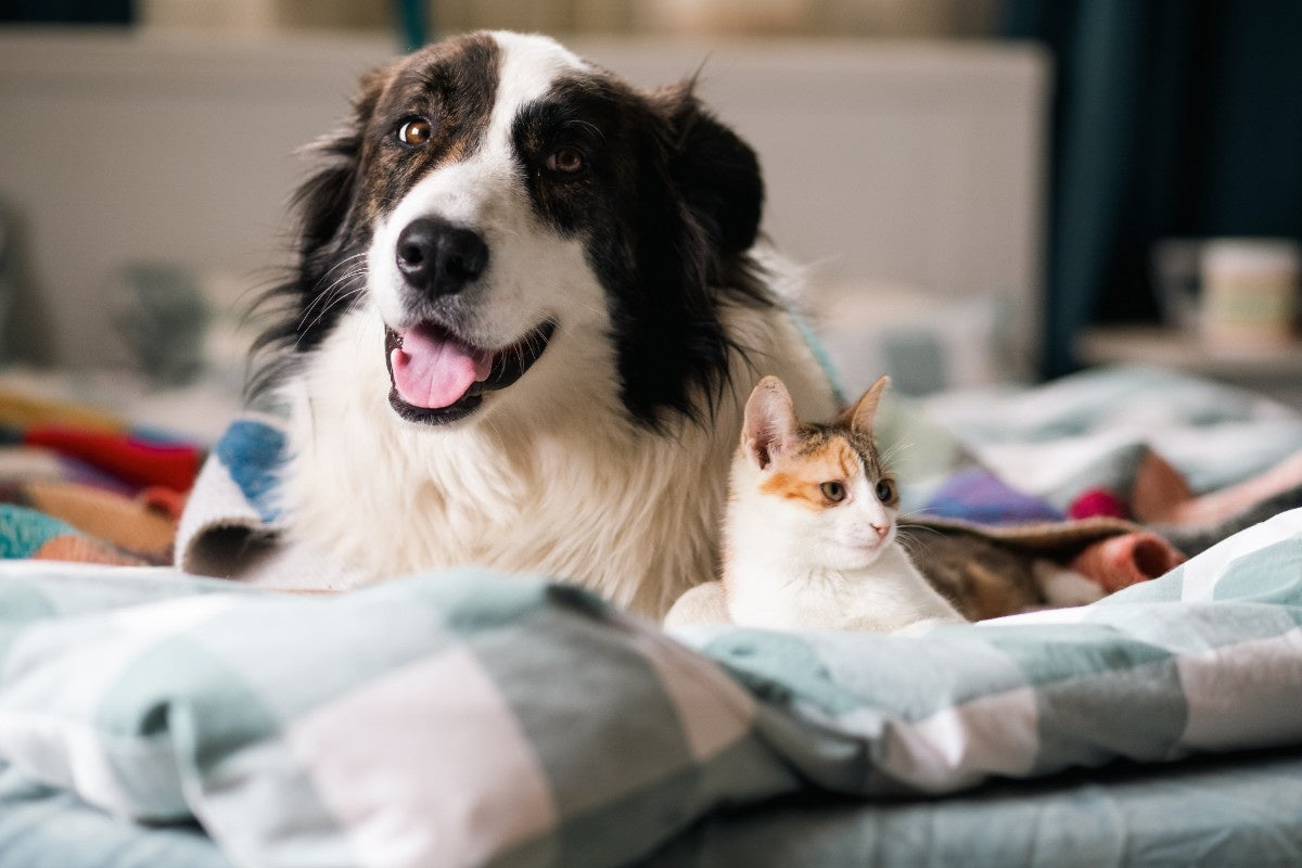 Pet