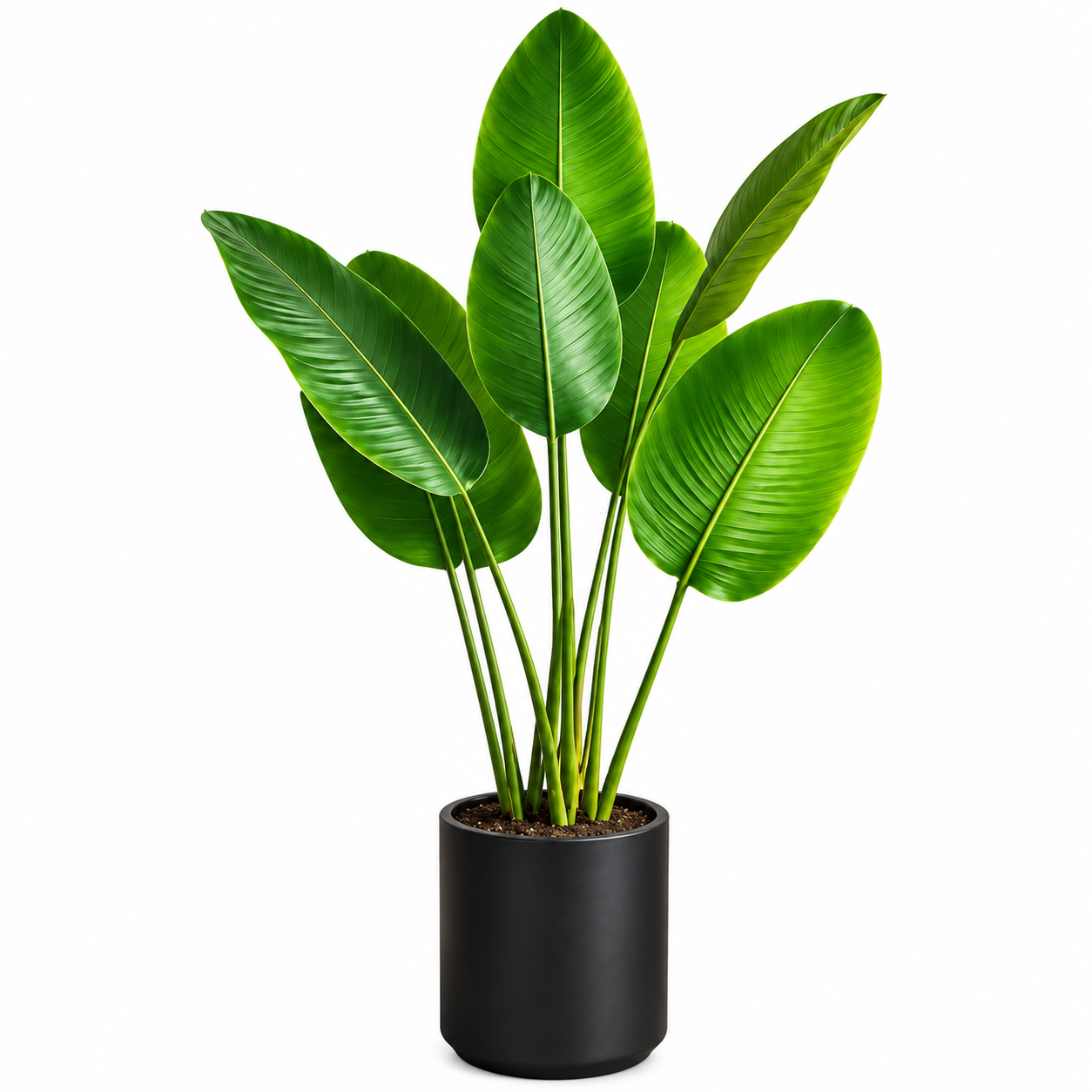 Plants-Small & Big