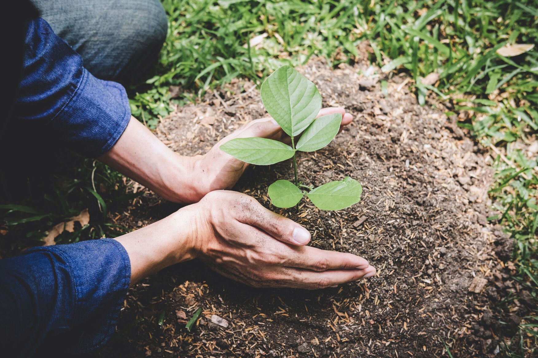 Planting Image